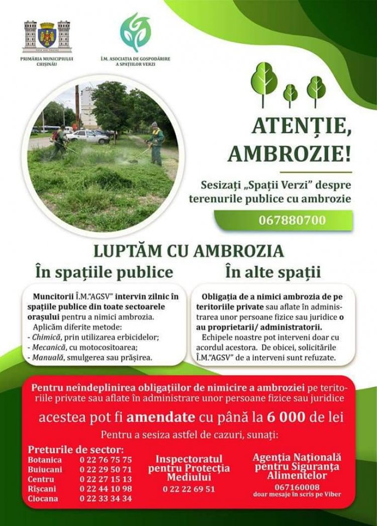 Combaterea ambroziei!